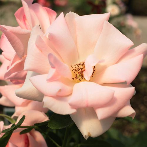 Jasny różowy  - Róże pienne - z kwiatami bukietowymi - korona krzaczasta